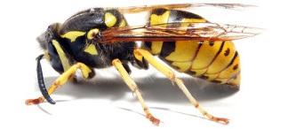 Yellow Jacket Extermination and Removal - Portland OR - Vancouver WA