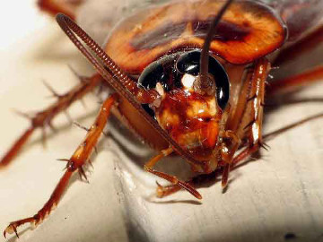 Cockroach extermination - Cockroach control - Cockroach removal - Portland OR - Vancouver WA