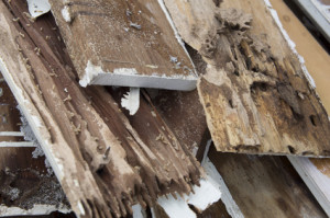 Dampwood Termite Damage - Termites of the pacific Northwest - Termite Extermination - Portland OR Vancouyver WA