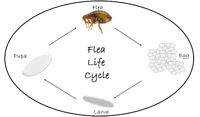 Flea Exterminator - Flea removal - Flea pest control - Portland OR - Vancouver WA