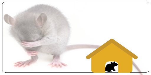 Roof Rats - Rat Extermination - Pest Control - Portland OR Vancouver WA