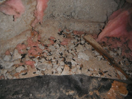 Rats - Unhealthful droppings can cause disease and sickness - Portland OR Vancouver WA