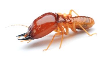 Termite exterminator - Termite Inspections - Portland OR Vancouver wa