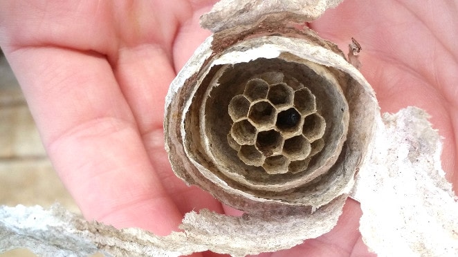 Portland Hornet Nest, hornet, hornets