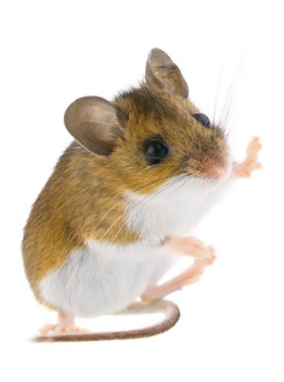 Deer Mouse, Mouse exterminator, Mouse infestation, pest control, portland mouse exterminator 