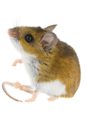 Deer Mouse, Mouse exterminator, Mouse infestation, pest control, portland mouse exterminator 
