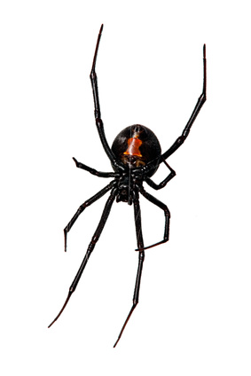 Black Widow Spider Exterminator - Spider Extermination - Portland Oregon - Vancouver WA
