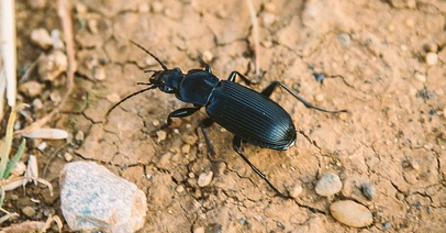 Ground Beetle, bloom bug blog, blog, bloom pest control, whats this bug