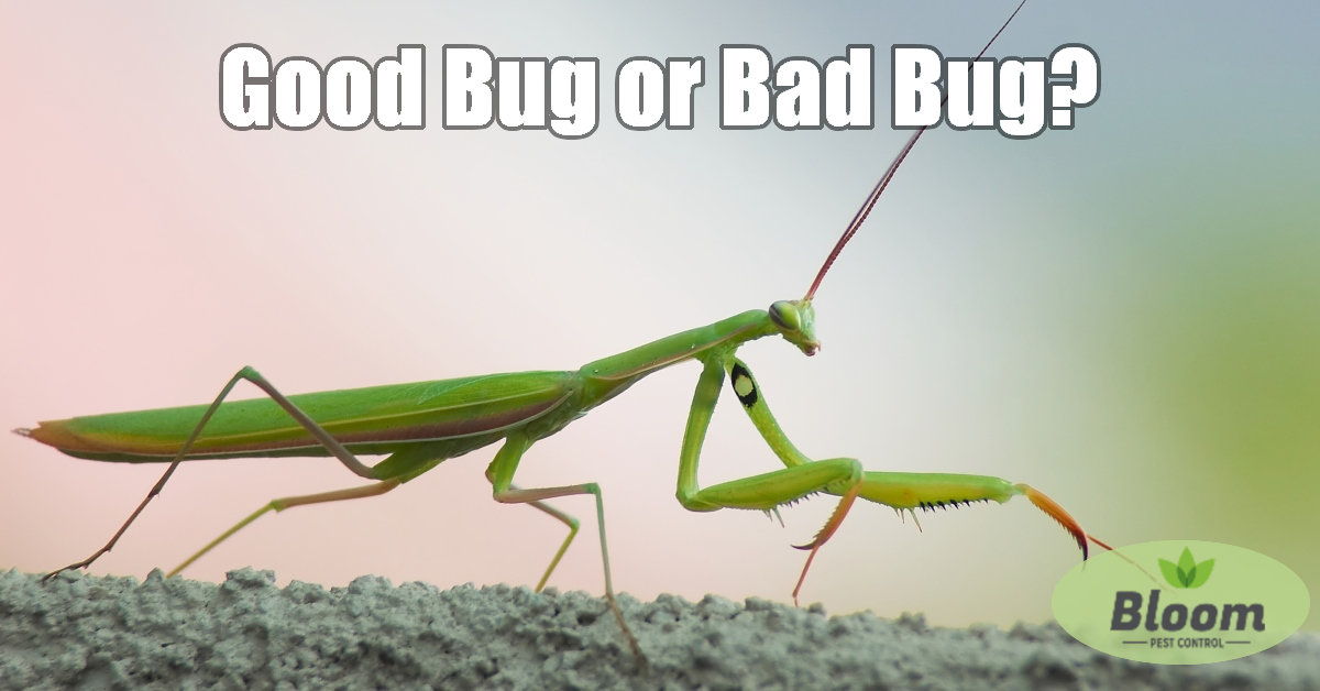 Bloom Bug Blog, Bloom Pest Control, Praying Mantis