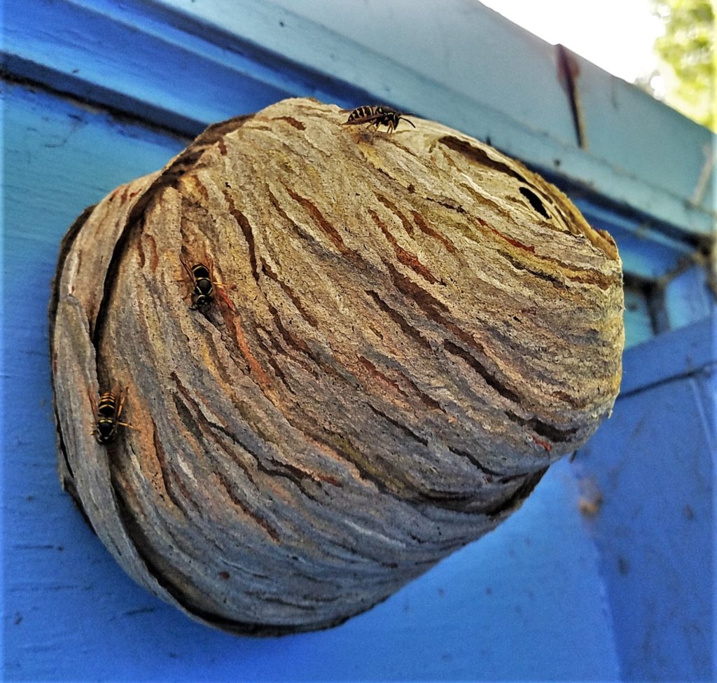 portland pest control, bloom pest control, stinging insects, wasps nest